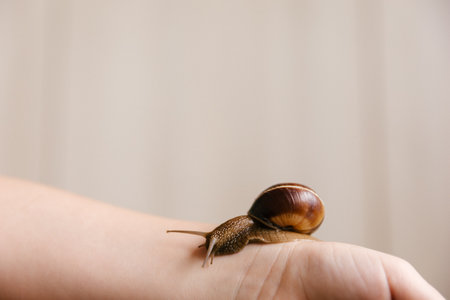 achatina snail crawling on the arm, unusual pets, on a light background, space for textの写真素材