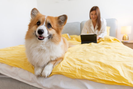 a corgi dog and a girl on the bed working on a laptop straight out of bed. Dog friend of man, lifestyleの写真素材