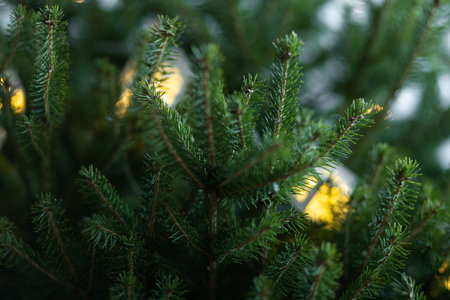 Christmas tree green branch with toys and light, new year and christmas preparation concept , nobodyの写真素材