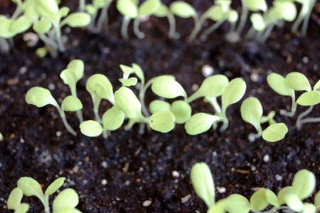 Young green shoots of a plant of salad in a kitchen garden against the earthの写真素材