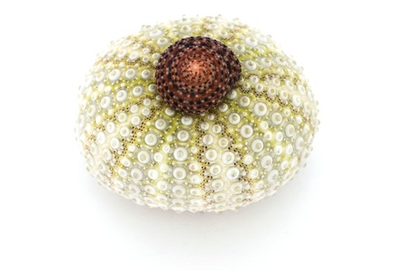 Old empty cockleshells from the sea and from the oceanの写真素材