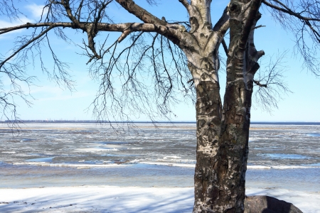 Tree without leaves against the spring blue sky and the gulf with water and iceの写真素材