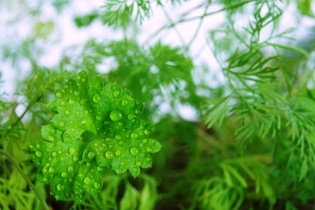 Young shoots of green parsley and fennel on the earth in a gardenの写真素材