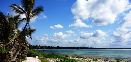 Palm tree with coco fruits, a beach on the distant coast and white clouds in the blue skyの写真素材