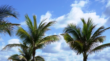 Big palm trees against the blue sky with cloudsの写真素材