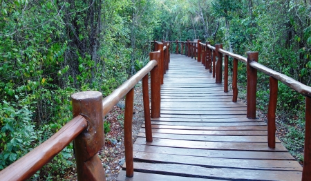 a path in the jungle の写真素材