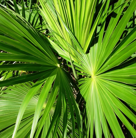 Green leaves of palm trees and tropical plants of the big sizeの写真素材