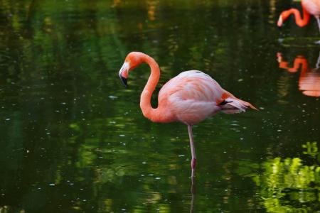 The pink flamingo in a profile in water on one foot with the raised headの写真素材