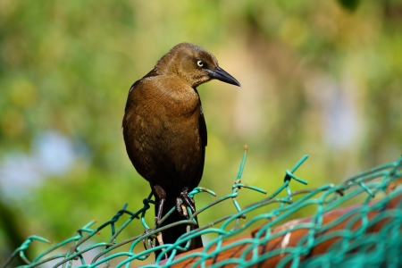 The dark bird with the turned head sat down on a fence and looks asideの写真素材