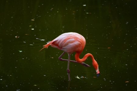The pink flamingo goes on water with lowered headfirstの写真素材