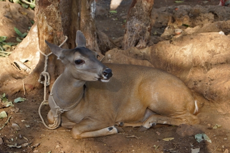 The small deer on a lead lies on the earth near a treeの写真素材