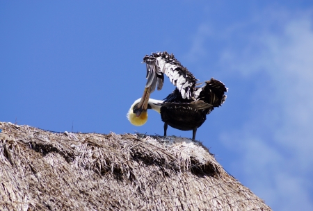 The pelican settled at roof top, cleans a beak feathers, twists the head and looksの写真素材
