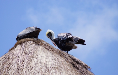The pelican settled at roof top, cleans a beak feathers, twists the head and looksの写真素材