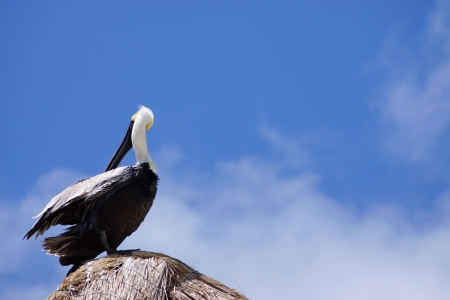 The pelican settled at roof top, cleans a beak feathers, twists the head and looksの写真素材