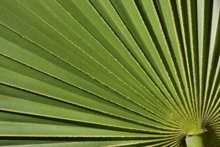 Big green striped leaf from a palm treeの写真素材
