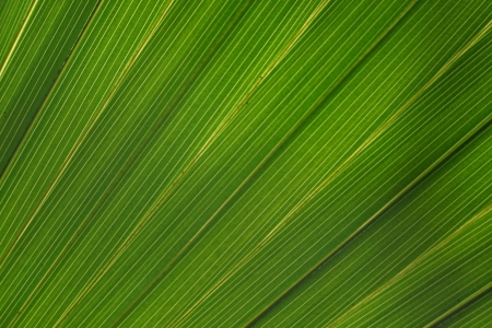 Big green striped leaf from a palm treeの写真素材