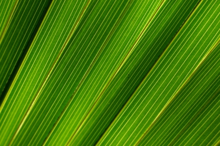 Big green striped leaf from a palm treeの写真素材