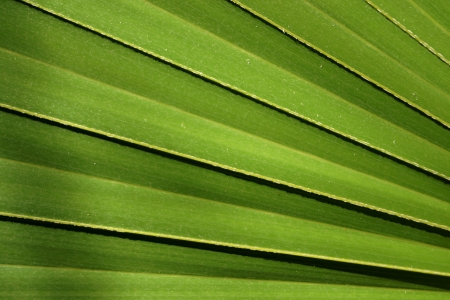 Big green striped leaf from a palm treeの写真素材
