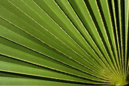 Big green striped leaf from a palm treeの写真素材