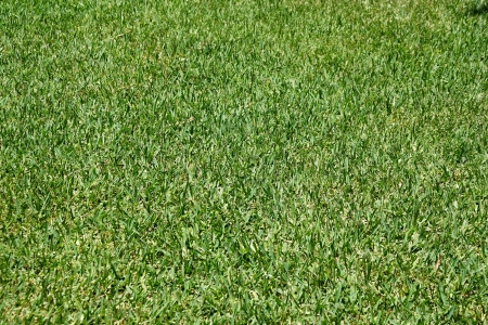 Short-haired green grass on an earth surfaceの写真素材