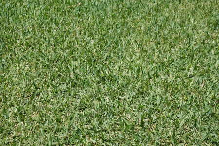 Short-haired green grass on an earth surfaceの写真素材
