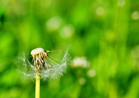 The lonely flower of a dandelion stops to blossom and is showeredの写真素材