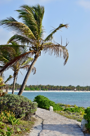 pathway beside beachの写真素材