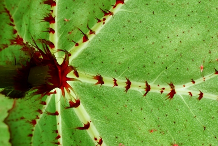 Surface of a green leaf of a flower from a reverse sideの写真素材