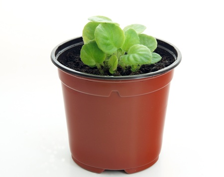 Green leaves of shoots of violets in a pot with the earthの写真素材