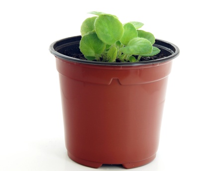 Green leaves of shoots of violets in a pot with the earthの写真素材