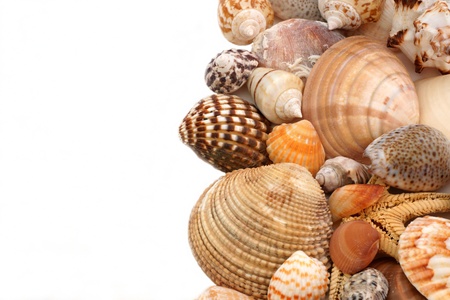 Different sea cockleshells are located on a white background and a blank space for the letterの写真素材