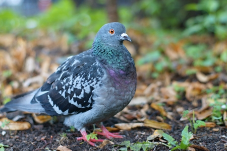 The pigeon sits on the earth in an important image and solidly looks before itselfの写真素材