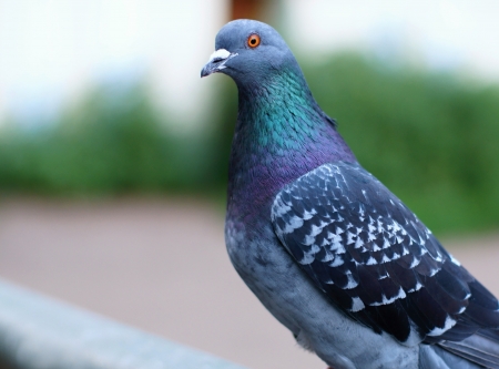 Pigeon sits coquettishly and with curiosity looks forwardの写真素材