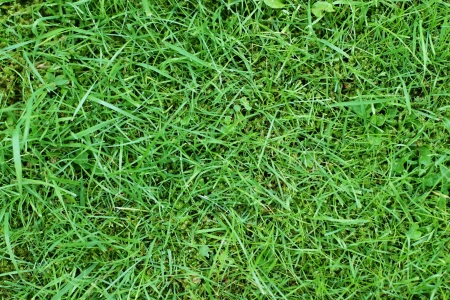 Fragment of a green lawn and grass with dew drops, closeup, a look with top, for a backgroundの写真素材