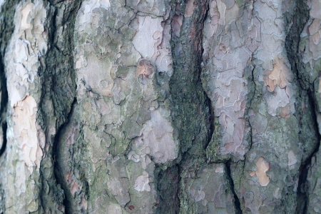 Texture of bark of a pine closeup for a backgroundの写真素材