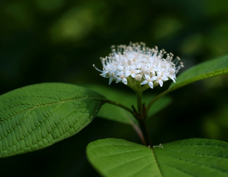 The white flower consists of a set of small flowers, closeup on an indistinct green backgroundの写真素材