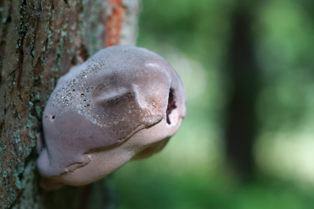 The interesting mushroom grew on a trunk of an old tree in the woodの写真素材