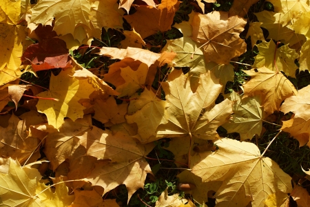 Autumn background from the yellow maple leaves close up which have fallen down on the earthの写真素材