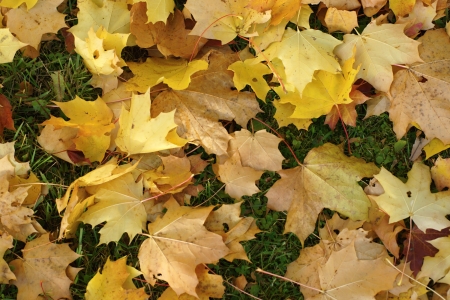 Autumn background from yellow maple leaves close up which fell down to the earthの写真素材