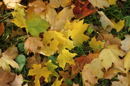 Multi-colored leaves of a maple fell down and lie on the autumn earth, for a backgroundの写真素材