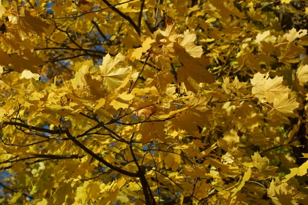 Branches of a tree of a maple with yellow leaves close up, autumn day, for a backgroundの写真素材