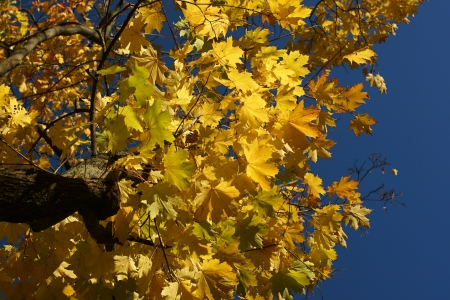 Maple tree with yellow leaves close up, autumn day, the bottom view against the blue skyの写真素材