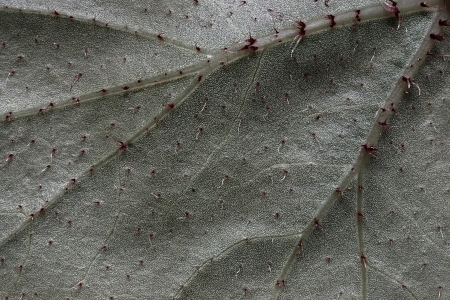 Texture of silvery leaves of a plant from a reverse side for an abstract backgroundの写真素材