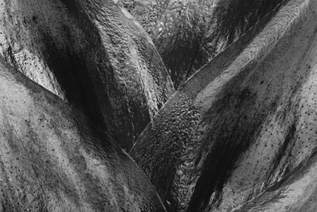 Black-and-white texture of an abstract plant for an abstract backgroundの写真素材