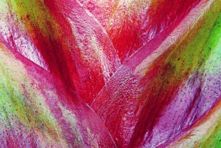 Color texture of a plant closeup for an abstract backgroundの写真素材