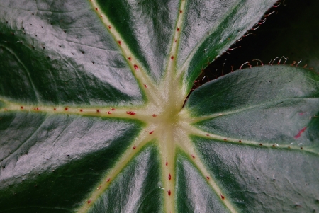 Texture of a green leaf closeup for an abstract backgroundの写真素材