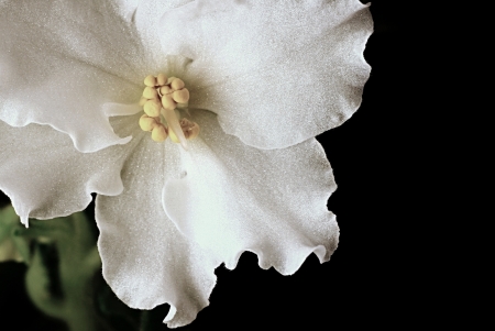 White flower closeup on an indistinct black background for design of a gift cardの写真素材