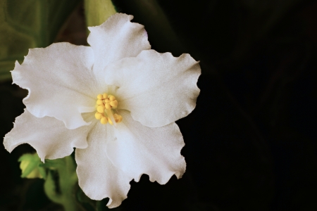 White flower closeup on an indistinct black background for design of a gift cardの写真素材