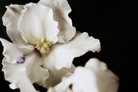 White flower closeup on an indistinct black background for design of a gift cardの写真素材