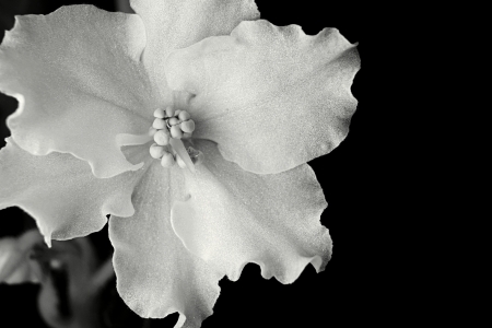 White flower closeup on a black background for design of a gift cardの写真素材